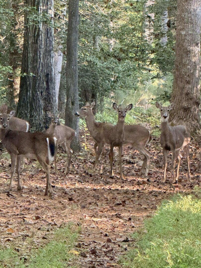 A group of deer standing in a wooded area.